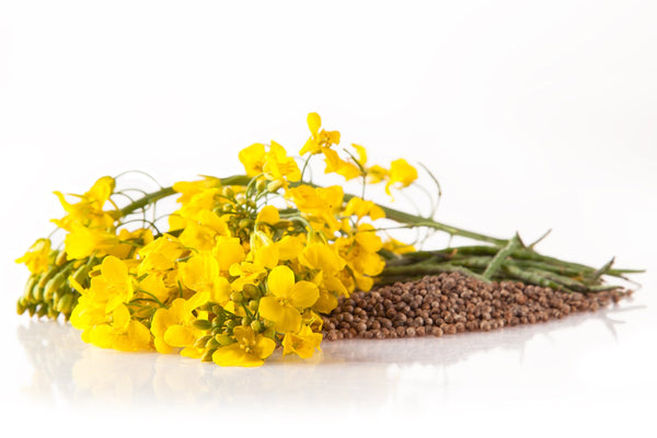 RAPESEED OIL | زيت بذور اللفت